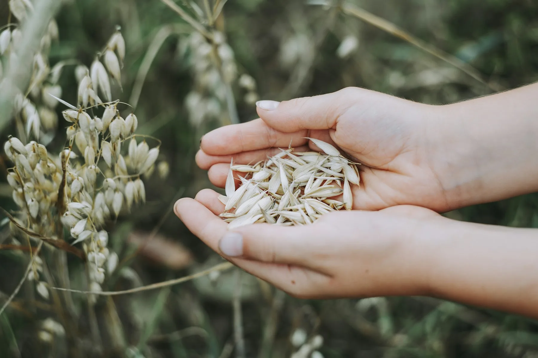 Hands holding naturally harvested grain seeds in a field