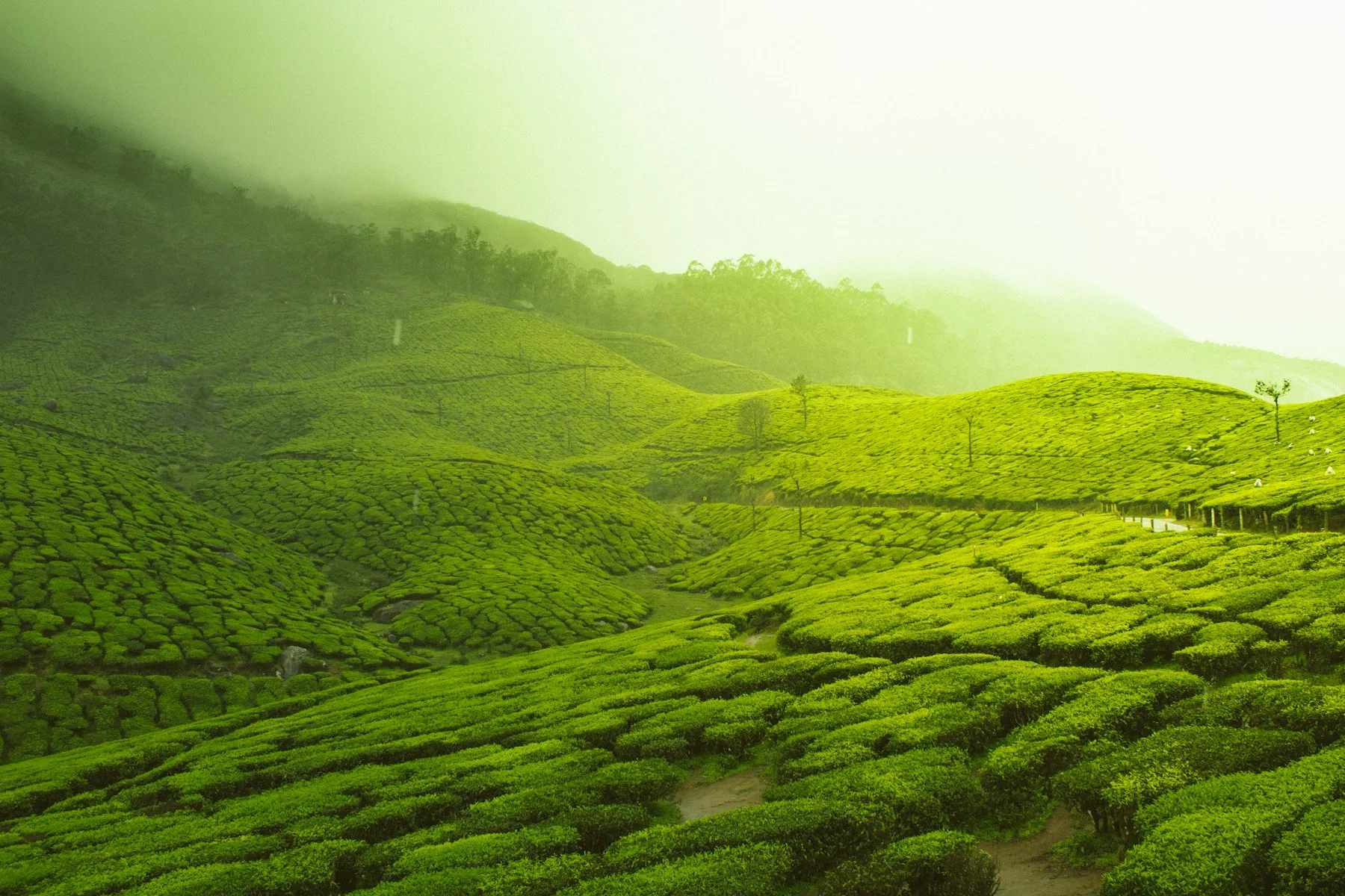 Misty green tea gardens across rolling hills in Munnar, Kerala