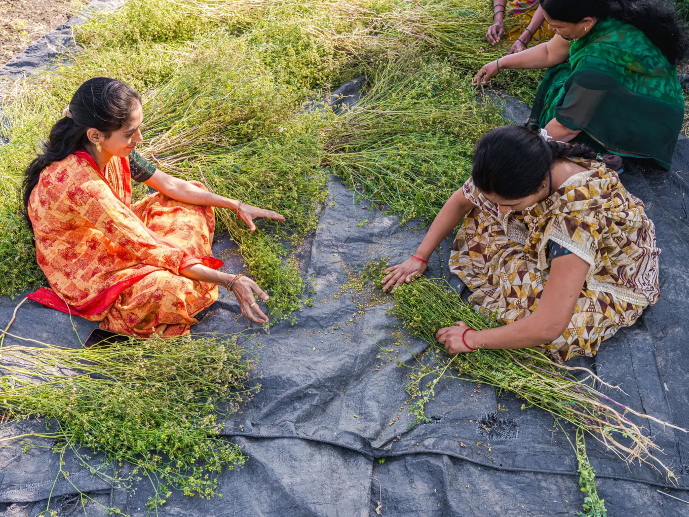 Women sitting together outdoors, hand-stripping seed heads from freshly harvested plants