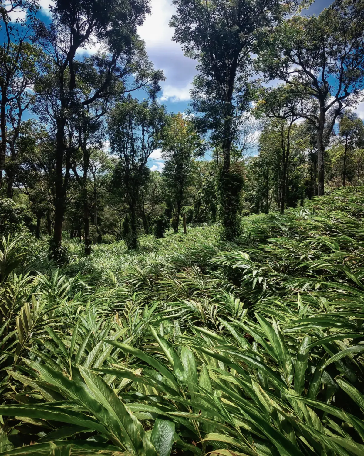 Cardamom plants growing beneath tall shade trees on a plantation in Idukki, Kerala