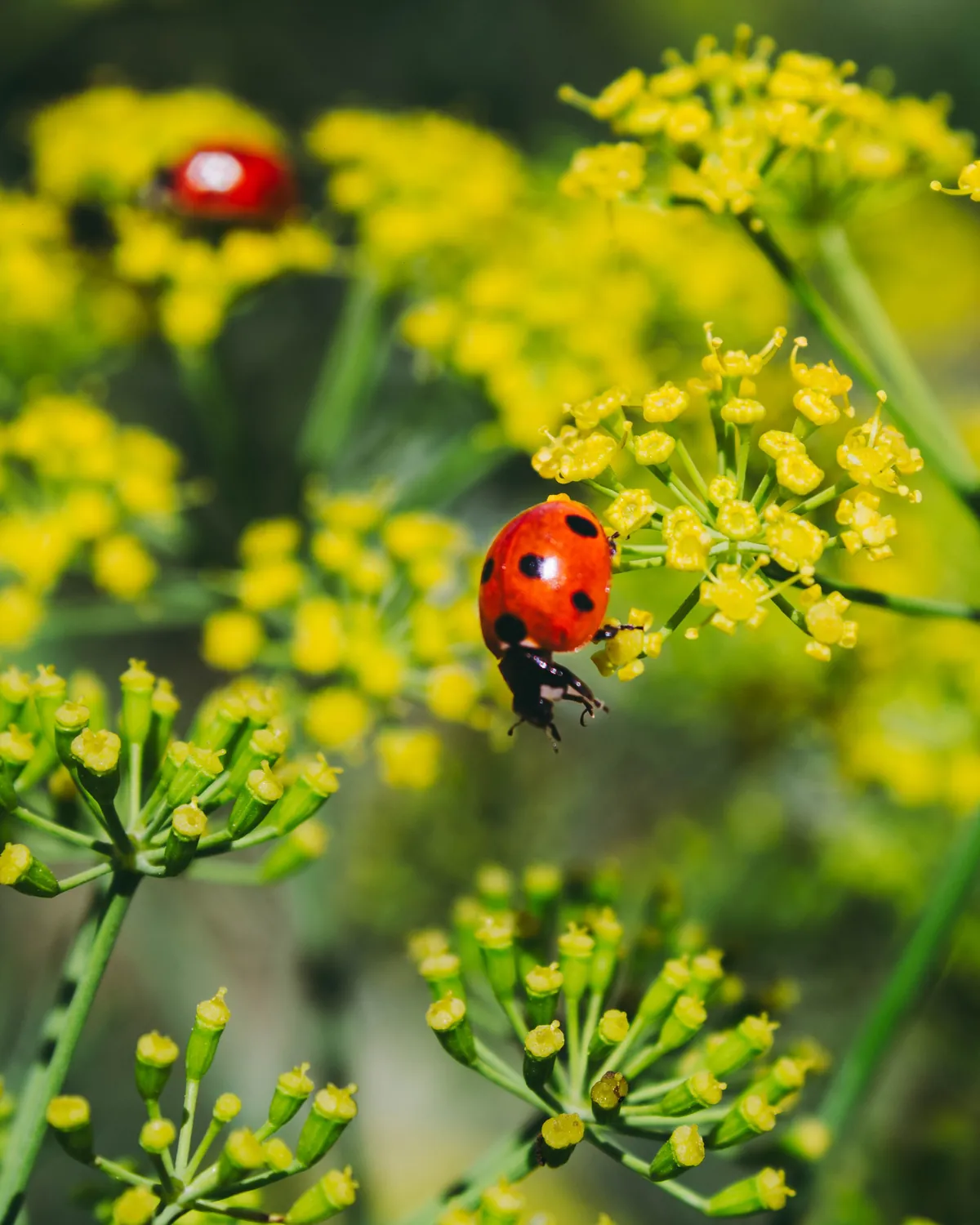 Fennel in flower, with fresh green seeds forming on the umbels